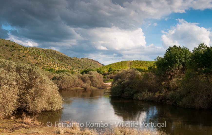 The Greater Côa Valley Expedition
