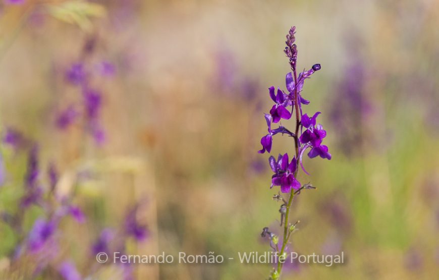 Nature tour in Geopark Naturtejo