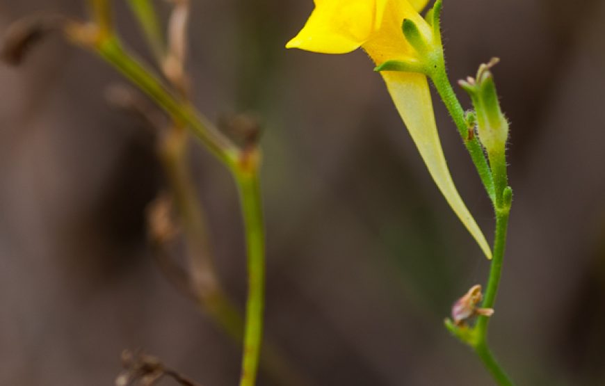 Botanic Expedition to the Greater Côa Valley