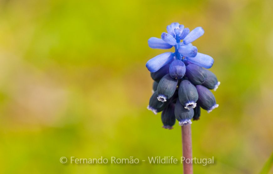 Botanic Expedition to the Greater Côa Valley