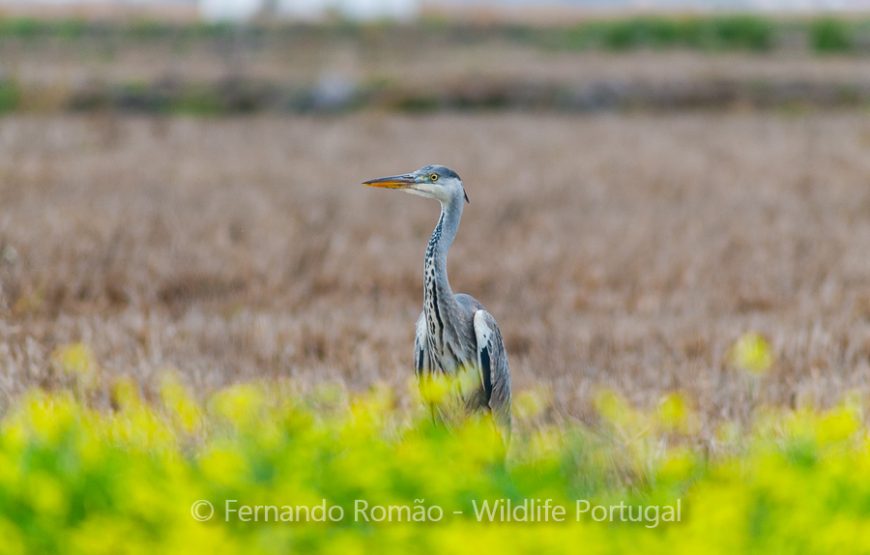 Aves do Alto Alentejo_2dias