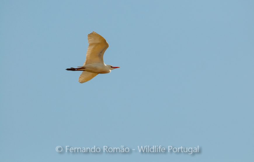 Aves do Alto Alentejo_2dias