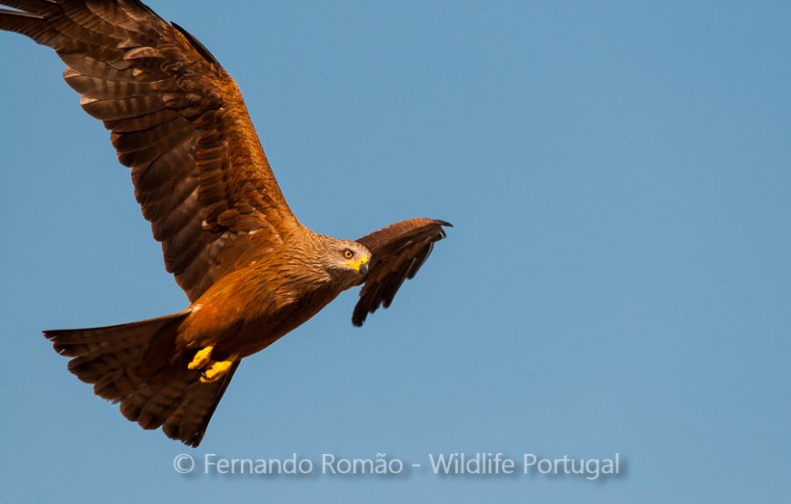 Birds of the Greater Côa Valley – 3days