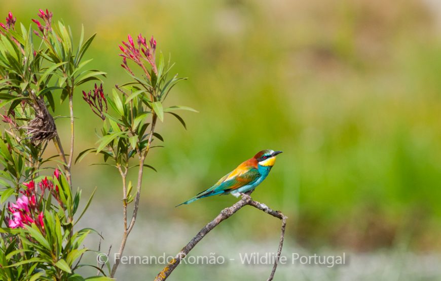 Nature tour in Geopark Naturtejo