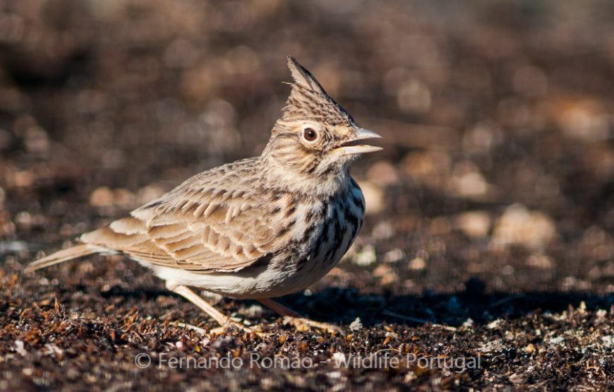 Birds of the Greater Côa Valley – 3days