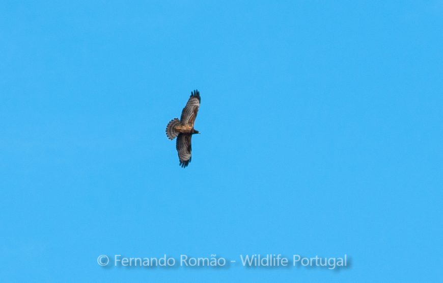 Birds of the Greater Côa Valley – 3days