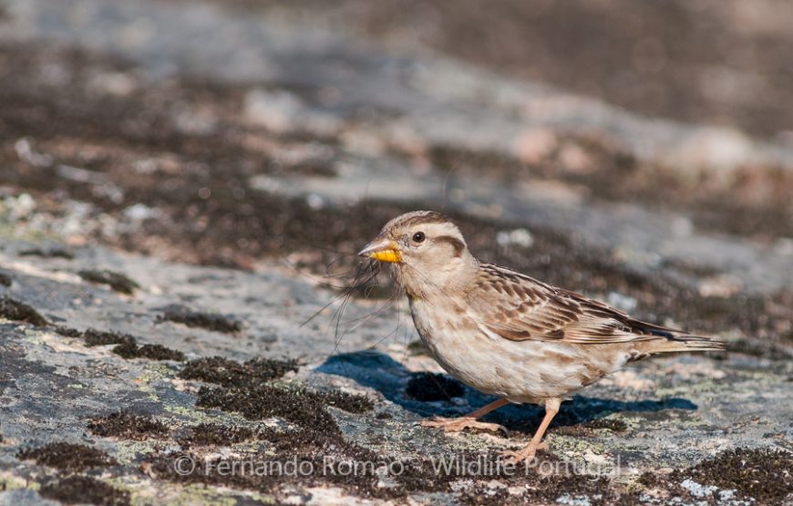 Birds of Upper Alentejo – 2days