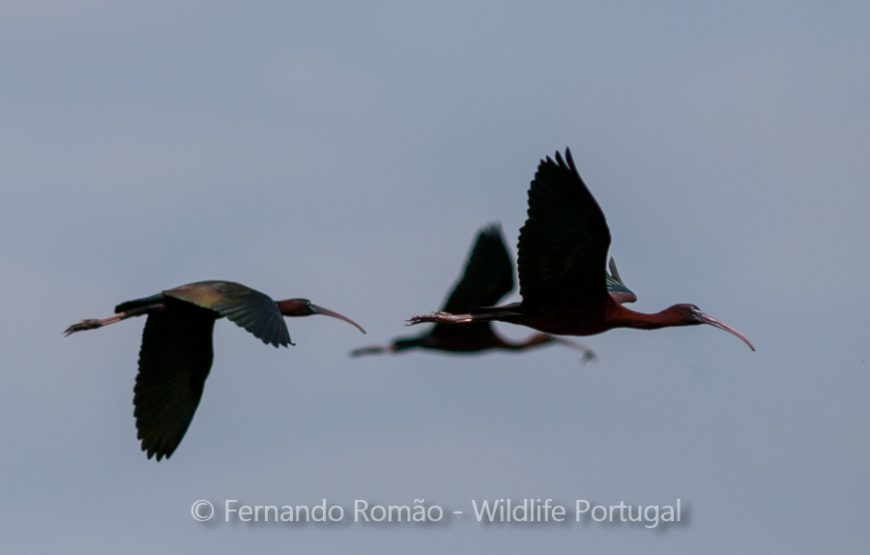 Birds of Upper Alentejo – 2days