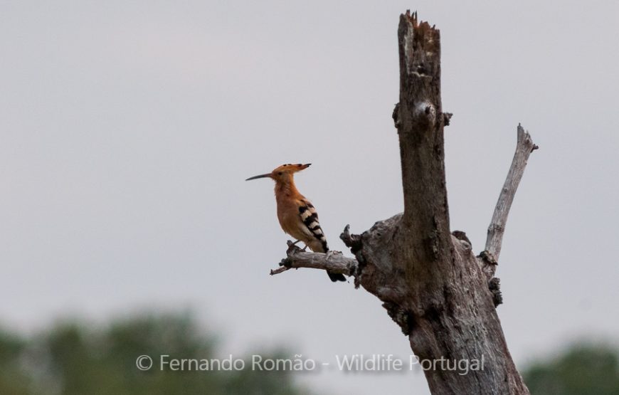 Birds of Upper Alentejo – 2days