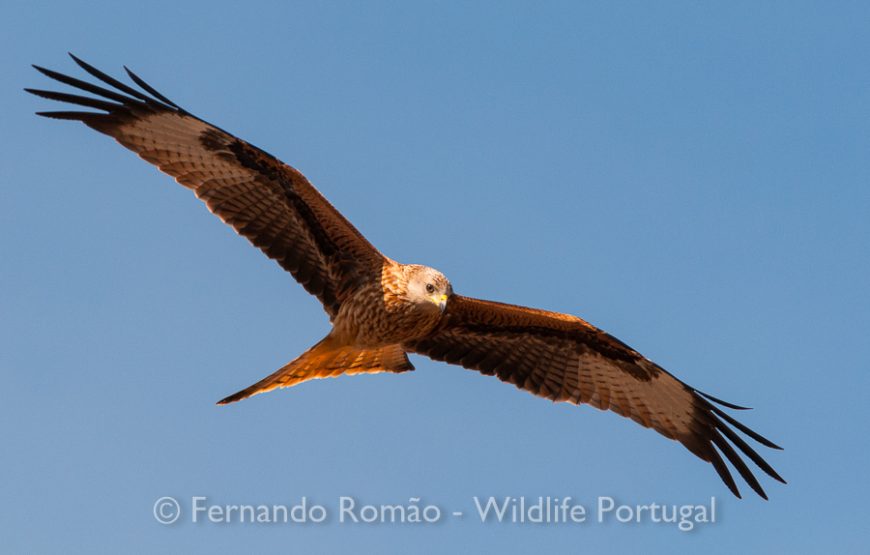 Birds of the Greater Côa Valley – 3days