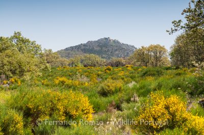 Perspectivas para Marvão
