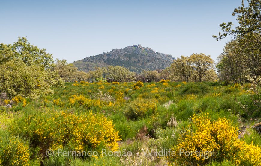 Birds of Upper Alentejo – 2days