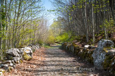 Calçada medieval e souto em Marvão