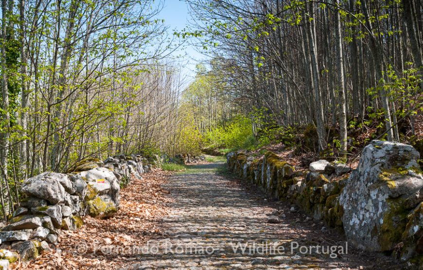 Birds of Upper Alentejo – 2days