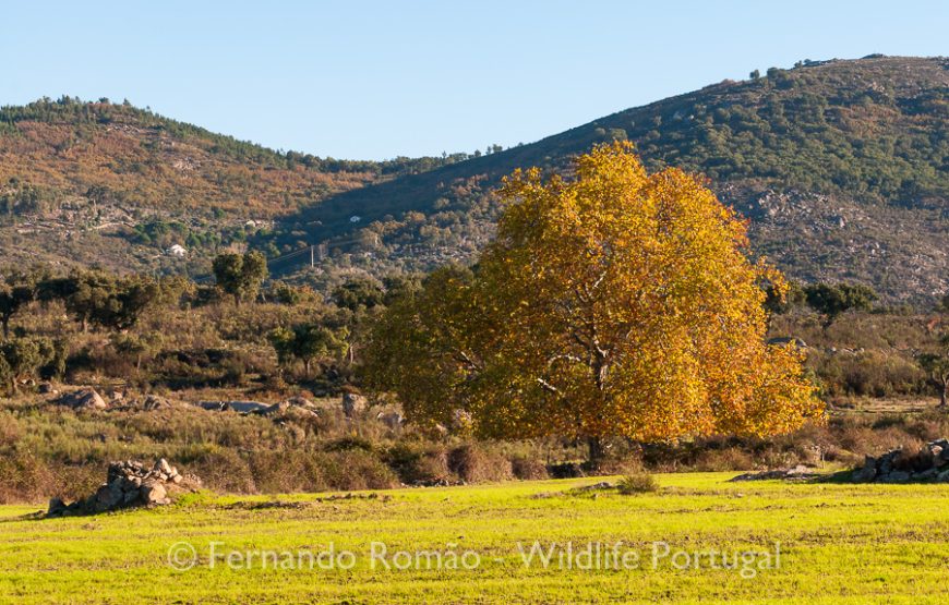 Birds of Upper Alentejo – 2days