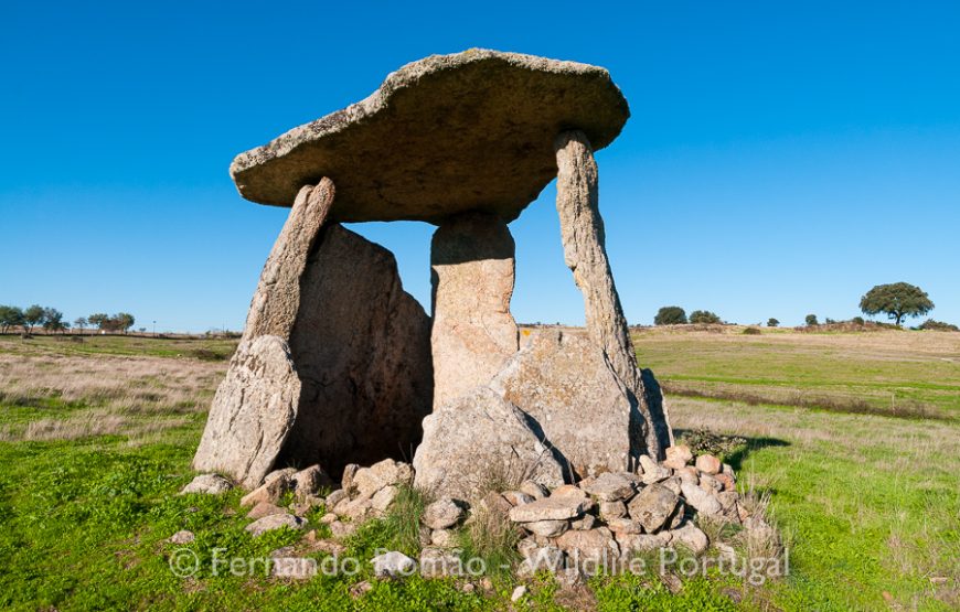 Birds of Upper Alentejo – 2days