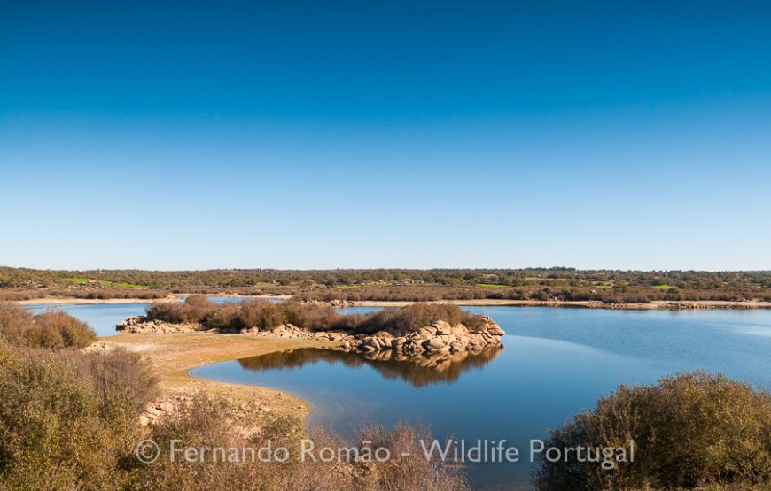 Birds of Upper Alentejo – 2days