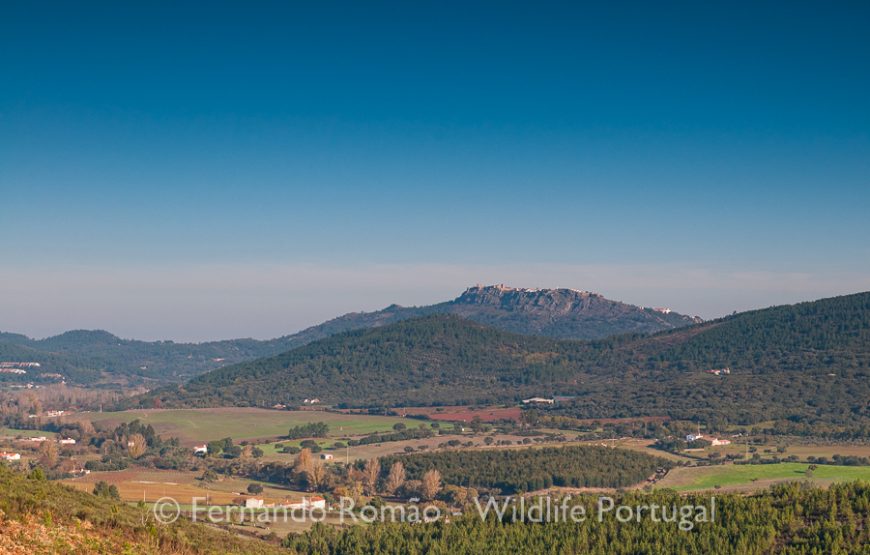 Birds of Upper Alentejo – 2days