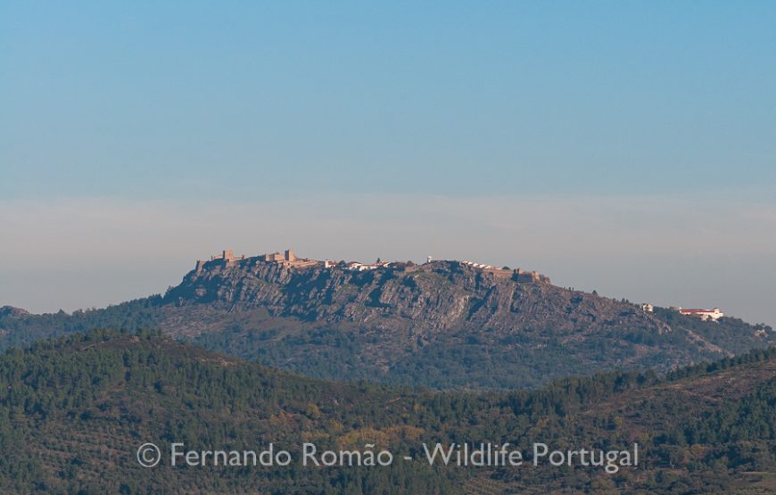 Birds of Upper Alentejo – 2days