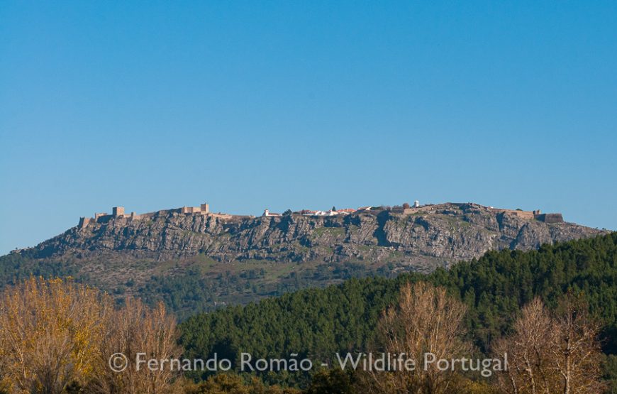 Birds of Upper Alentejo – 2days
