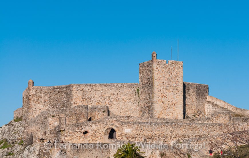 Birds of Upper Alentejo – 2days