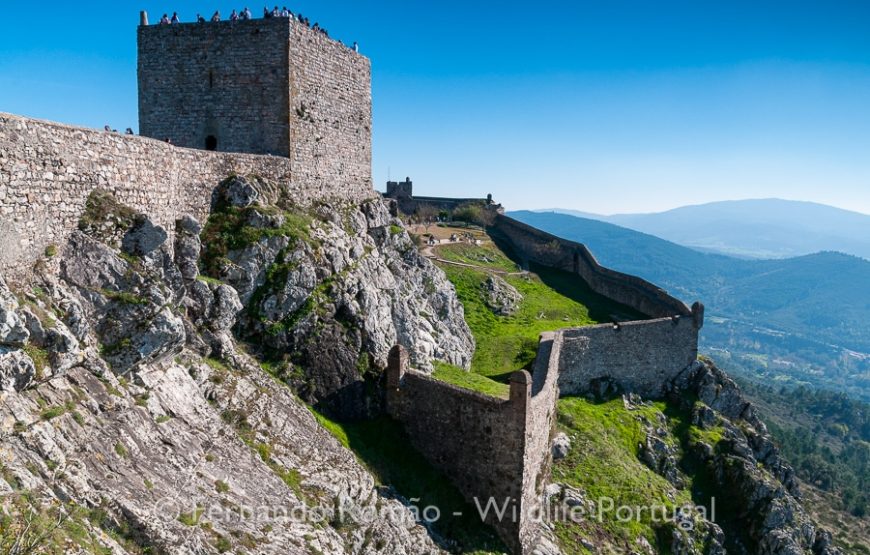 Birds of Upper Alentejo – 2days
