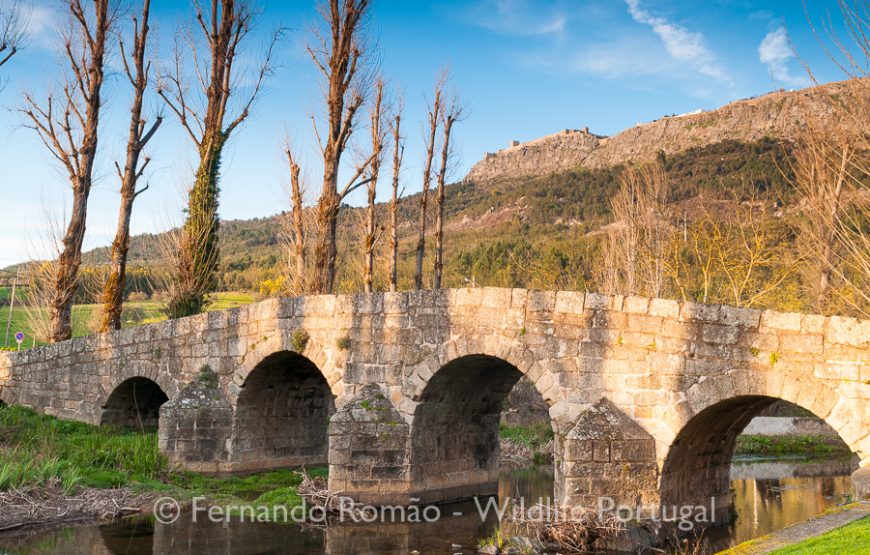 Birds of Upper Alentejo – 2days