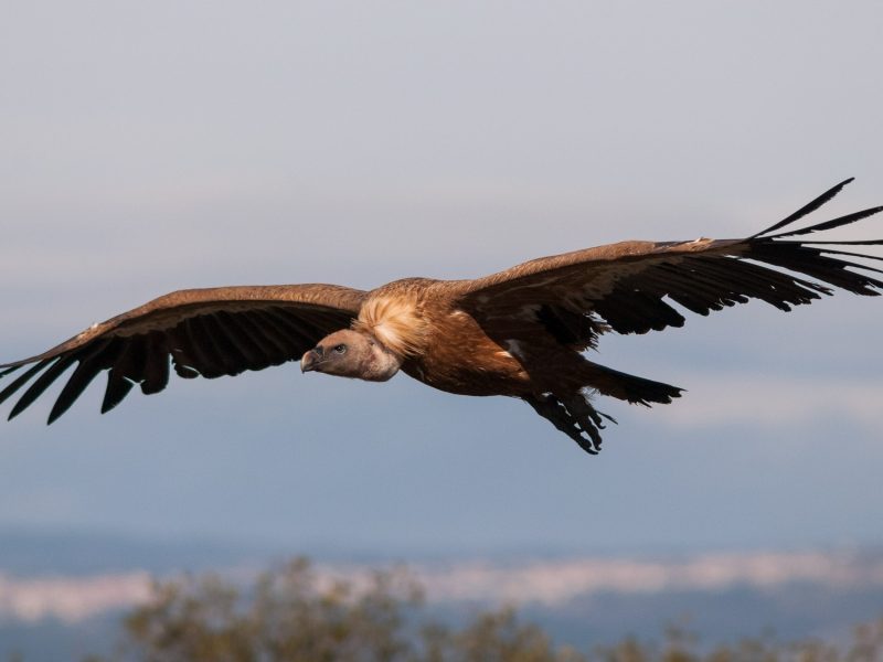 Birdwatching and wildlife photography
