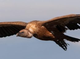 Griffon Vulture (Gyps fulvus)