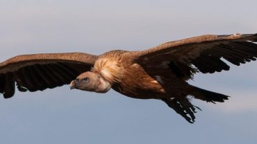 Griffon Vulture (Gyps fulvus)