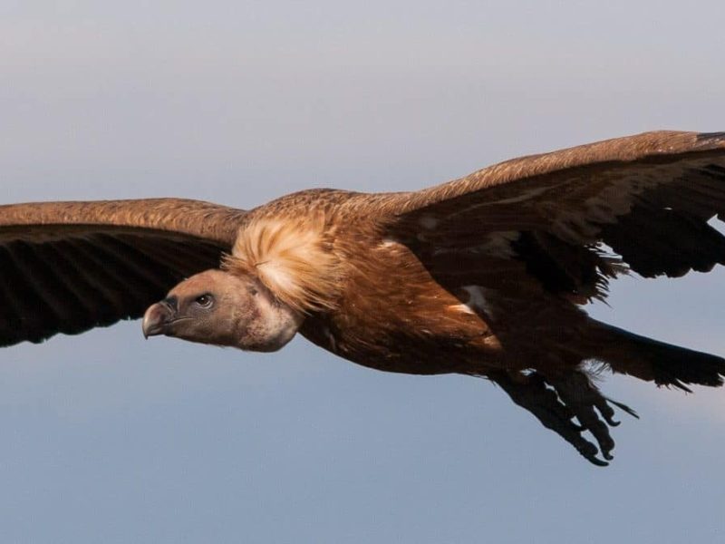 Griffon Vulture (Gyps fulvus)