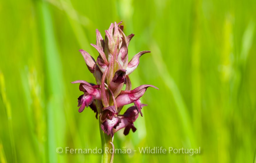 Botanic Expedition to the Greater Côa Valley