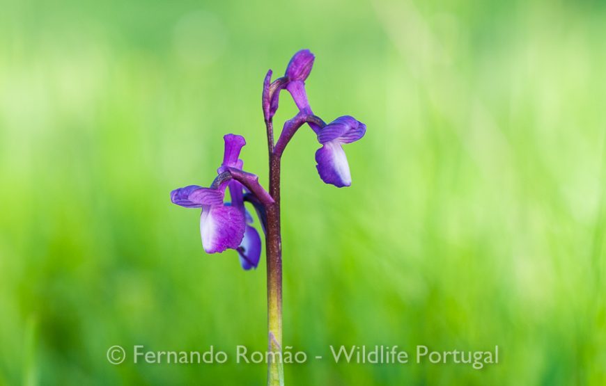 Botanic Expedition to the Greater Côa Valley