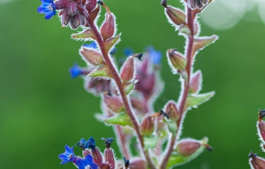 Botanic Expedition to the Greater Côa Valley