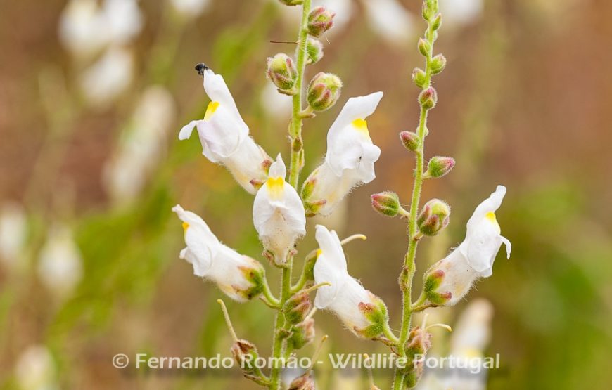 Botanic Expedition to the Greater Côa Valley