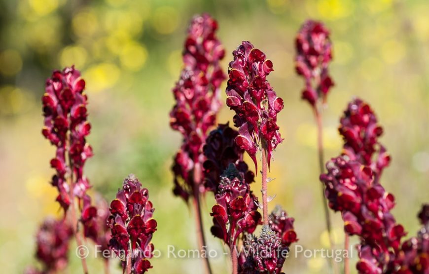 Rewilding areas of the Greater Côa Valley
