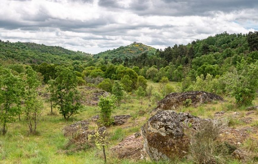 Rewilding areas of the Greater Côa Valley