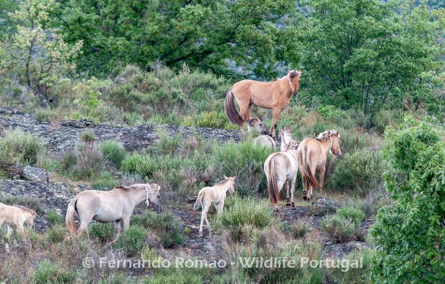 Rewilding areas of the Greater Côa Valley