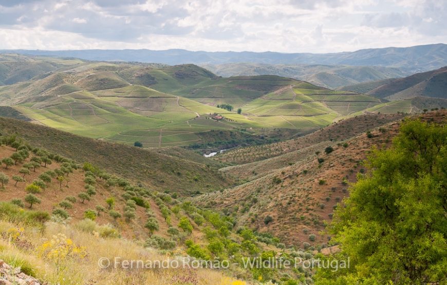 The Greater Côa Valley Expedition