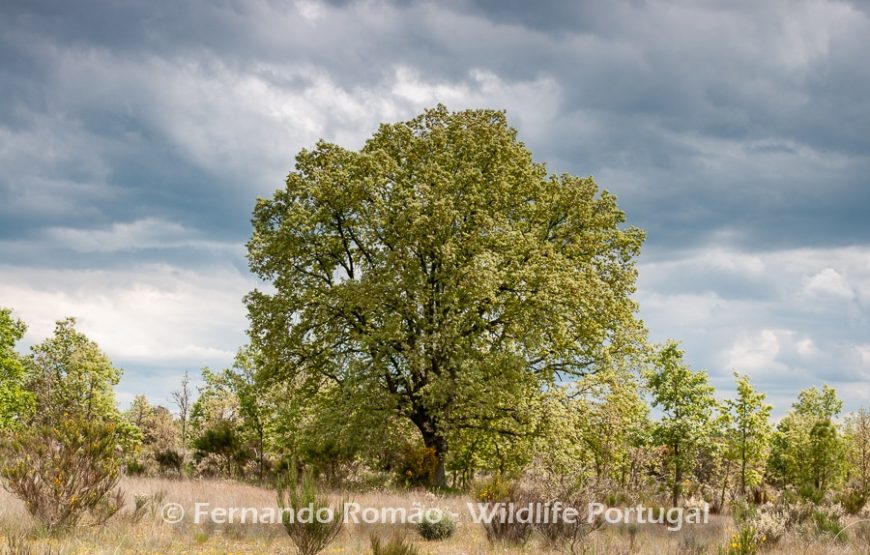 The Greater Côa Valley Expedition