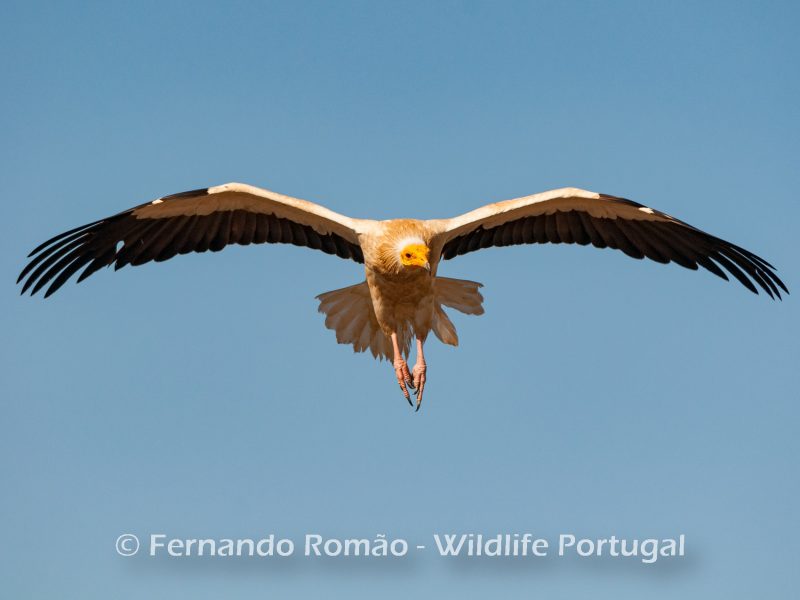 Egyptian Vulture_Wildlife Portugal