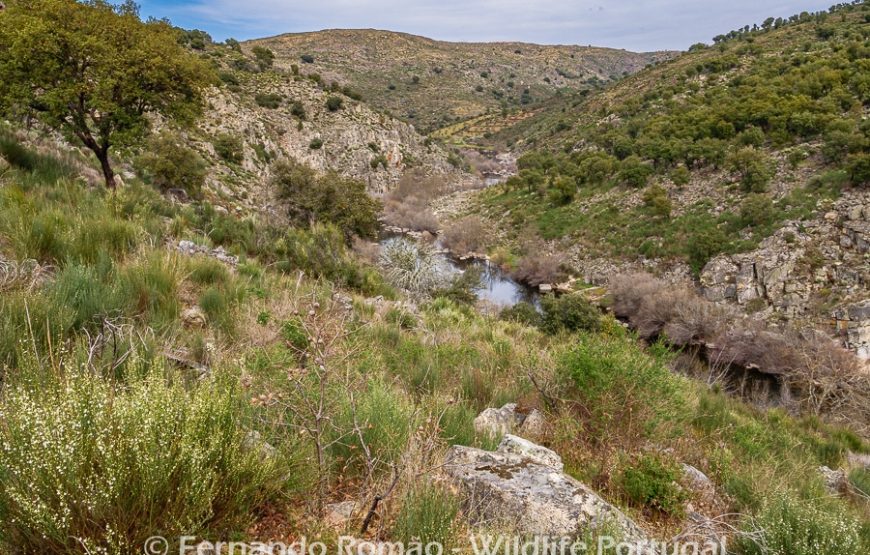 Rewilding areas of the Greater Côa Valley