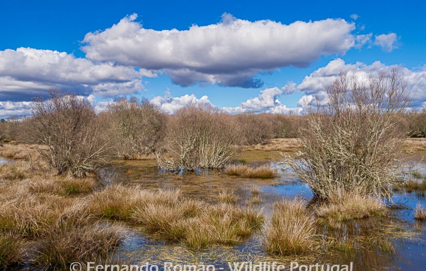 Rewilding areas of the Greater Côa Valley