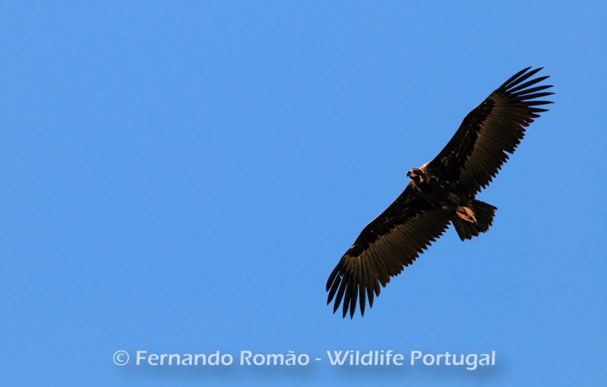 Birds of the Greater Côa Valley – 3days