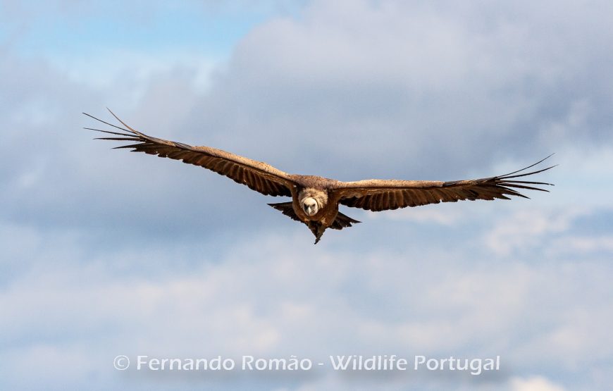 Birds of the Greater Côa Valley – 3days