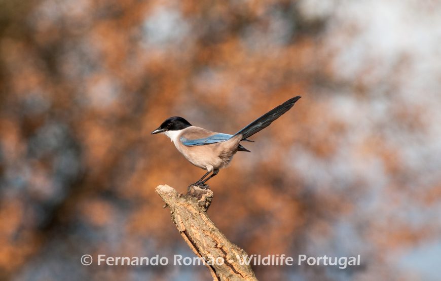 Birds of Upper Alentejo – 2days