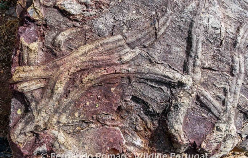 Nature tour in Geopark Naturtejo