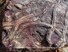 Ichnofossils from Naturtejo Geopark