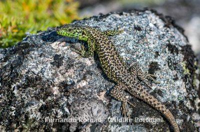 Iberian Rock Lizard