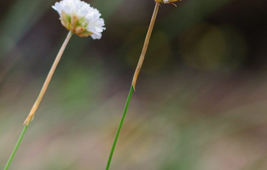 Botanic Expedition to the Greater Côa Valley